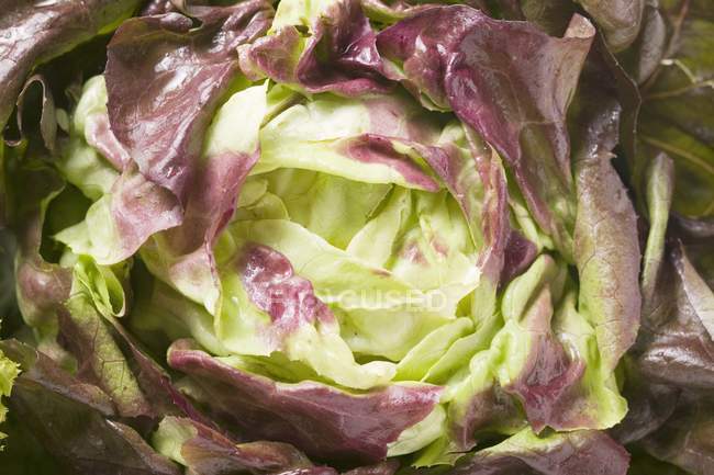 Ripe Burgundy lettuce — Stock Photo