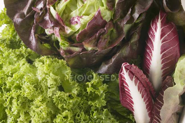 Auswahl Von Salat Und Radicchio Nahaufnahme Lecker Stock Photo