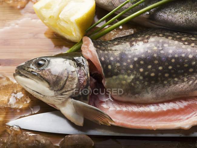 Pesce carbonaro fresco — Foto stock