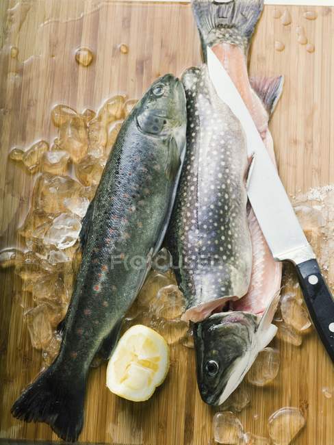 Рыба-шарр — стоковое фото