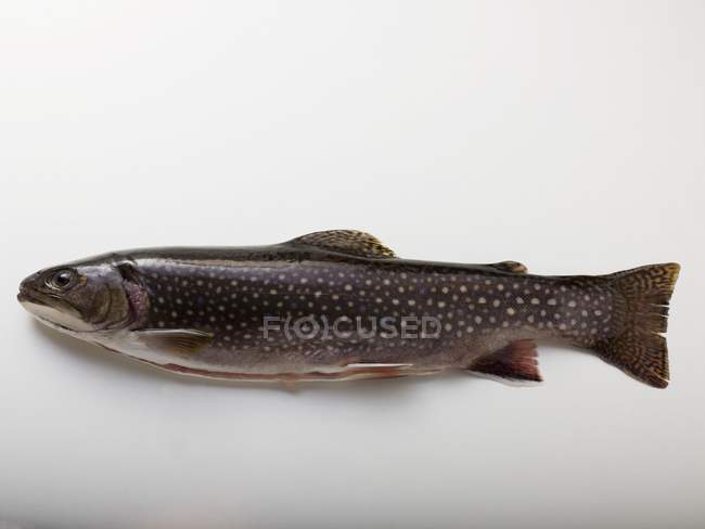 Fresh whole brook charr fish — Stock Photo