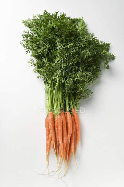 Bunch of fresh carrots with stalks — Stock Photo