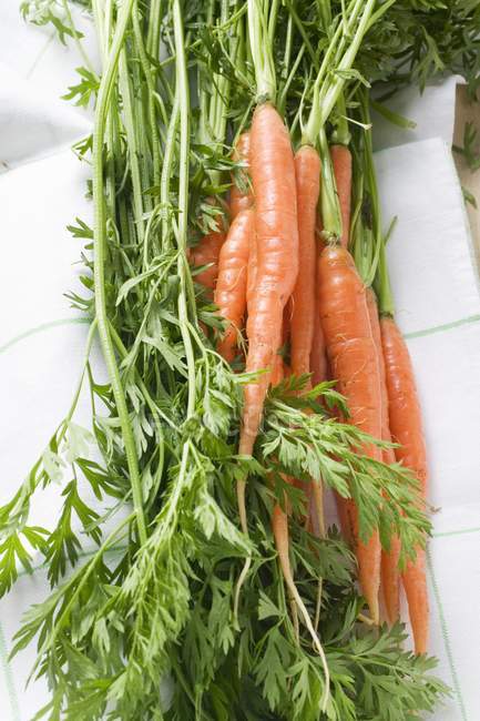 Frisch gepflückte Karotten — Stockfoto