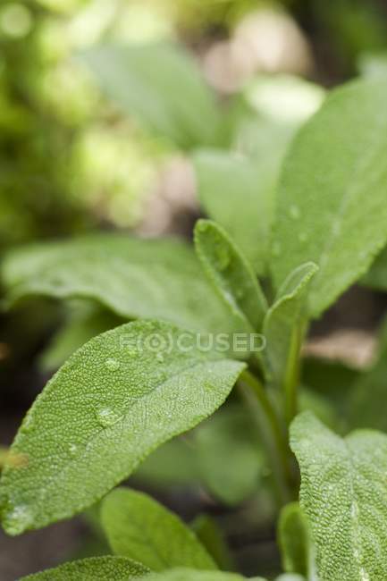 Fresh sage in open air — Stock Photo