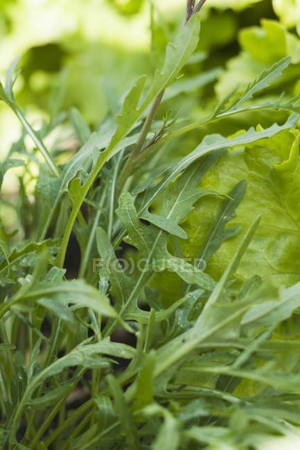 Fresh rocket in vegetable bed — Stock Photo