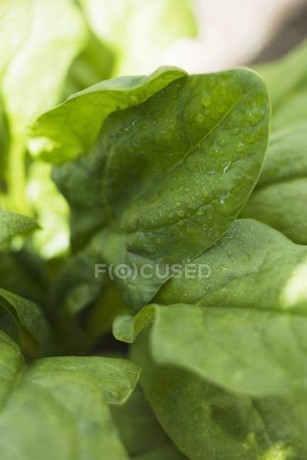 Листя шпинату з краплями води — стокове фото