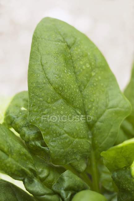 Листя шпинату з краплями води — стокове фото