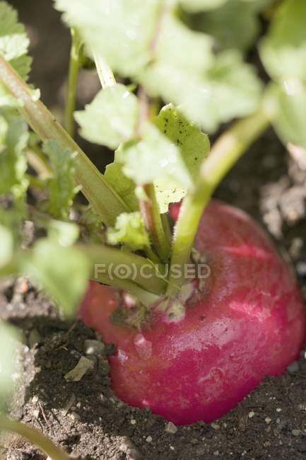 Radish growing in soil — Stock Photo