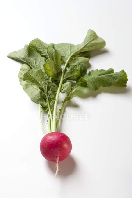 Fresh ripe radish with stalks — Stock Photo