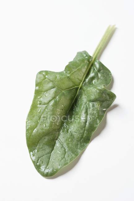 Folha de espinafre fresca — Fotografia de Stock