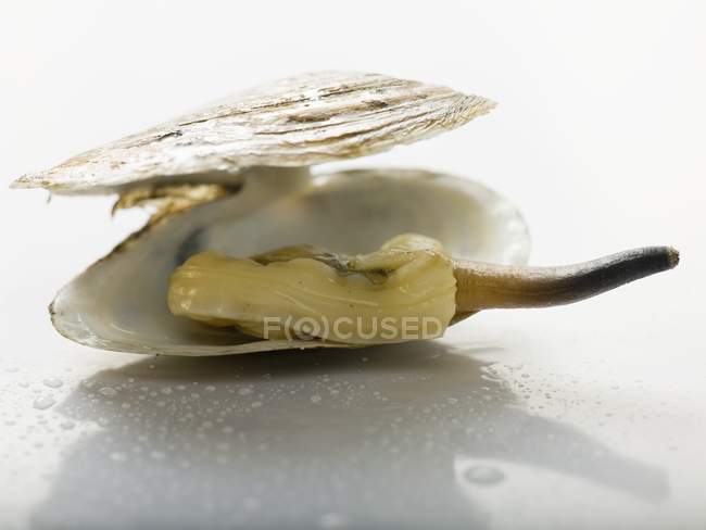 Closeup view of clam in opened shell — Stock Photo