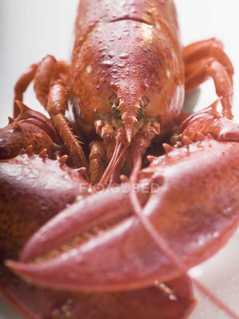 Cooked lobster, detail — Stock Photo