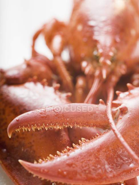Cooked lobster, detail — Stock Photo