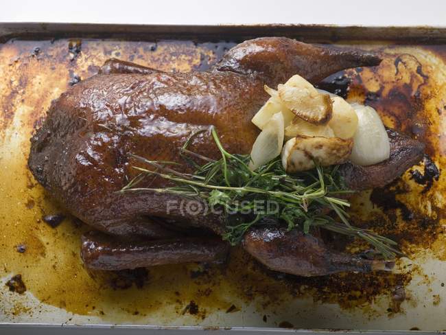 Crispy roasted duck with stuffing — Stock Photo