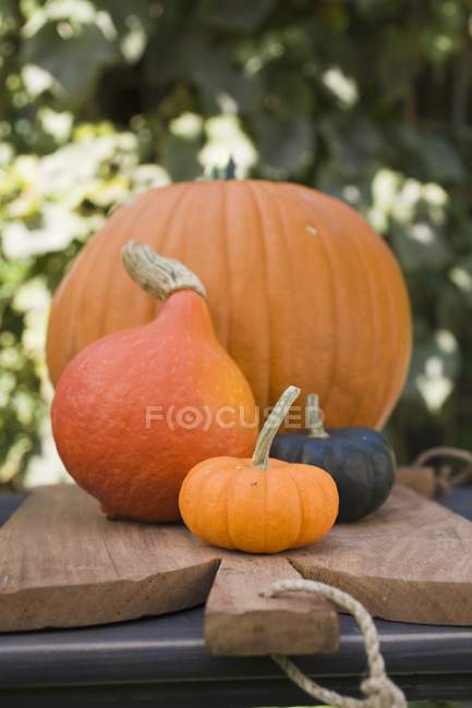 Pumpkins and squashes on chopping board — Stock Photo