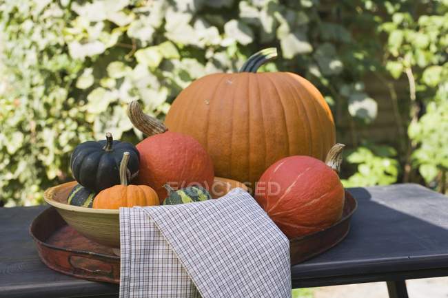 Fresh picked pumpkins and squashes — Stock Photo