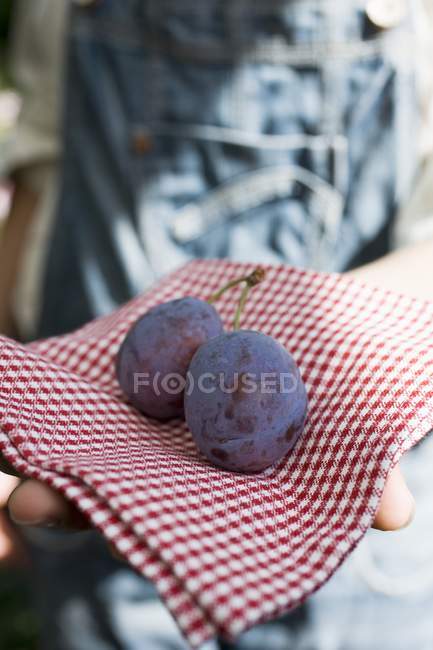 Female hand holding plums — Stock Photo