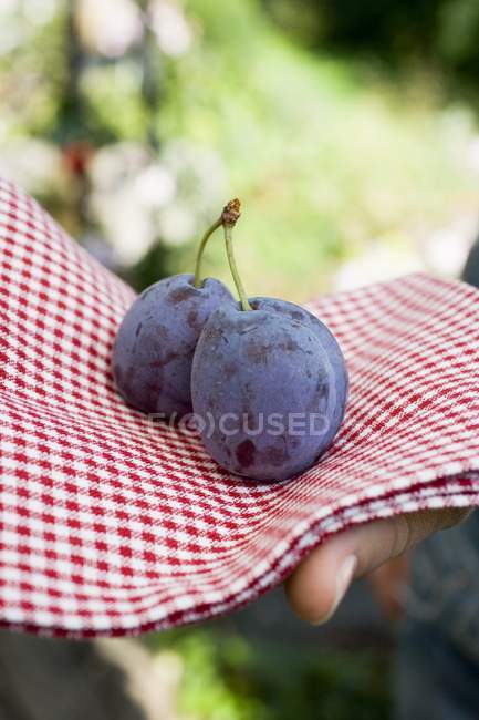 Female hand holding plums — Stock Photo