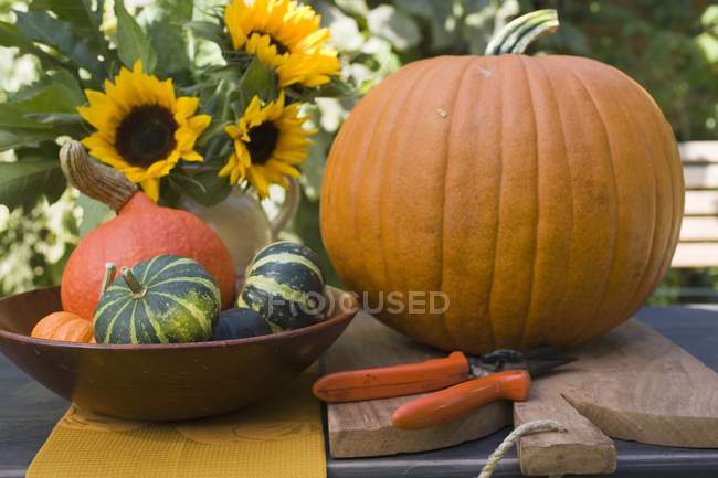Кабачки і гарбузи з соняшниками — стокове фото