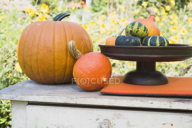 Fresh picked squashes and pumpkins — Stock Photo