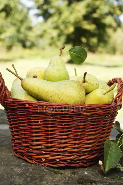 Peras frescas en la cesta - foto de stock