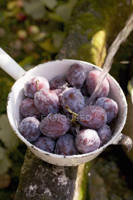 Washing plums in colander — Stock Photo