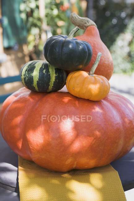 Squashes and pumpkins in pile — Stock Photo