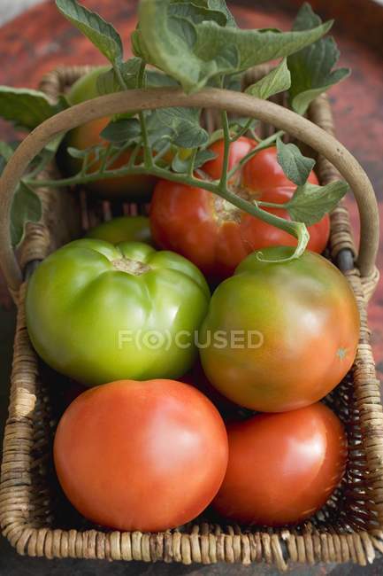 Beefsteak tomates maduros e inmaduros - foto de stock