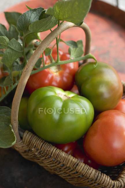 Tomates de bife maduros e não maduros — Fotografia de Stock