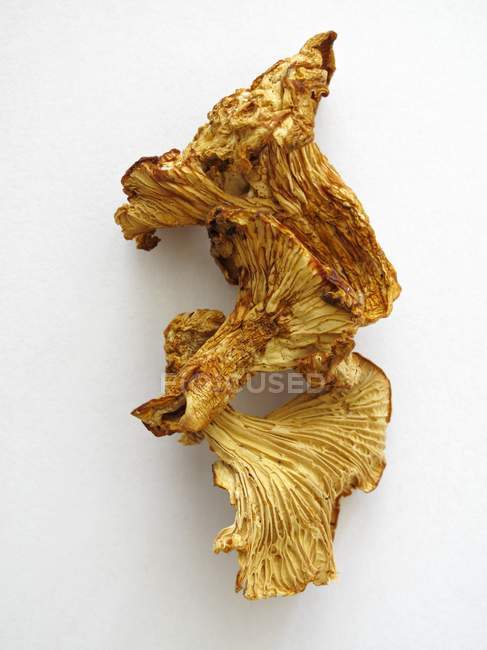 Dried chanterelle mushrooms — Stock Photo