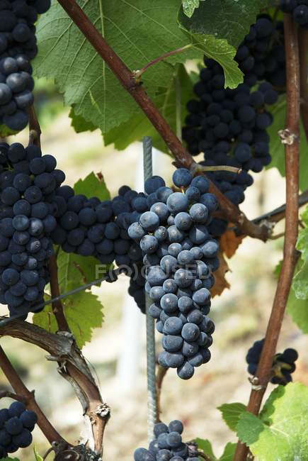Pinot noir uvas pretas — Fotografia de Stock
