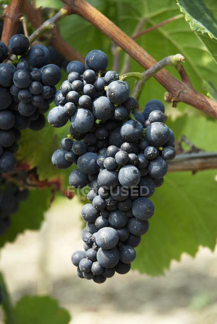 Pinot noir uvas negras - foto de stock