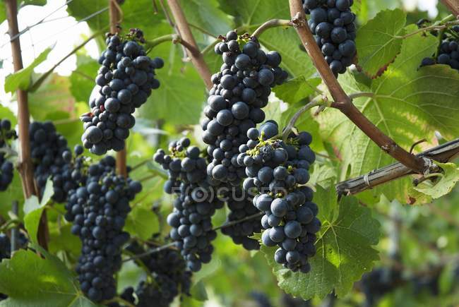 Pinot Noir schwarze Trauben — Stockfoto