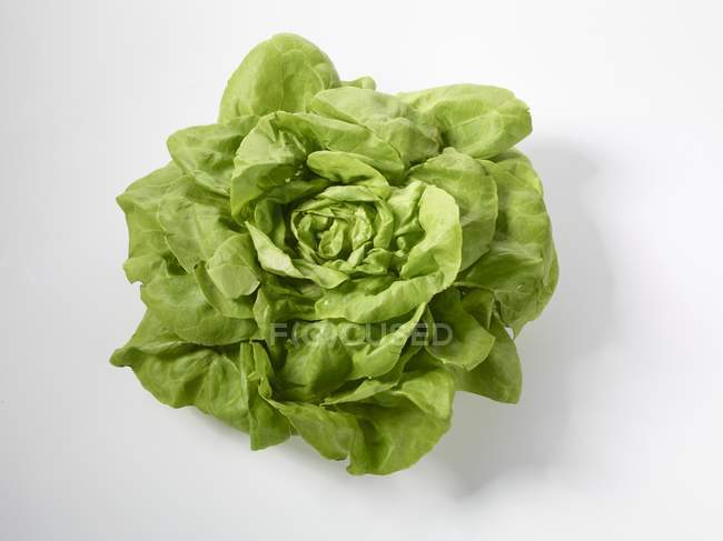 Alface verde fresca — Fotografia de Stock