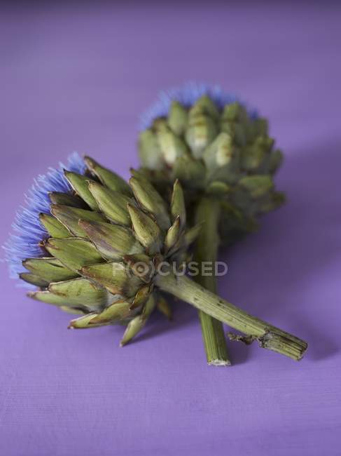 Purple Artichoke flowers — Stock Photo