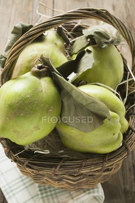 Fresh quinces with leaves — Stock Photo
