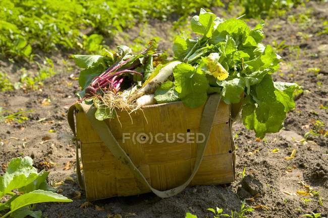 Basket of fresh vegetables in a field ground outdoors during daytime — Stock Photo