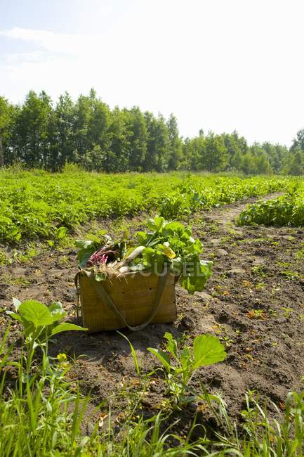 Корзина свежих овощей в поле на открытом воздухе в дневное время — стоковое фото