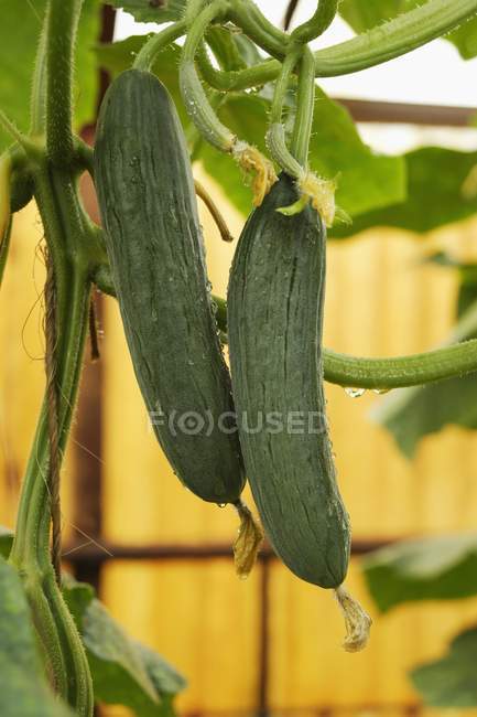 Two cucumbers outdoors — Stock Photo