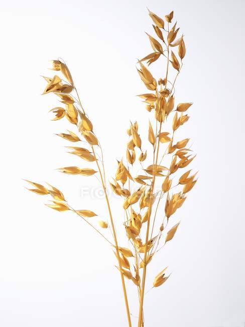 Closeup view of oat ears on white background — Stock Photo