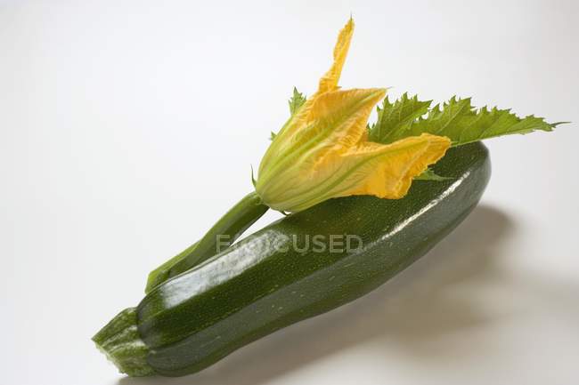 Grüne Zucchini mit Blüte und Blatt — Stockfoto