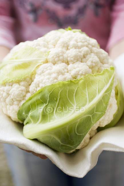 Hands holding cauliflower — Stock Photo