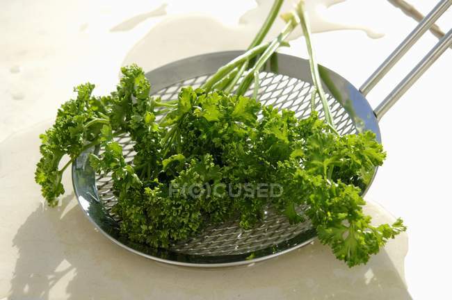 Fresh Green Curly parsley — Stock Photo