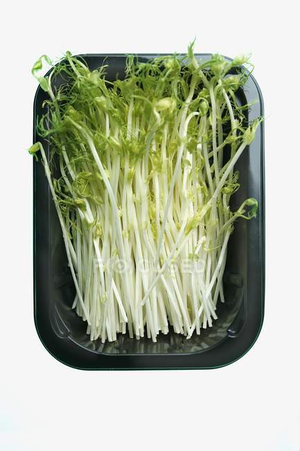 Germogli di piselli asparagi — Foto stock