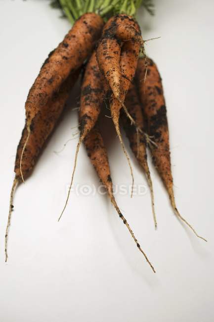 Zanahorias frescas recogidas con tierra - foto de stock