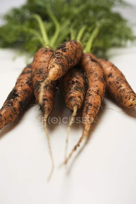 Свежая собранная морковь с почвой — стоковое фото