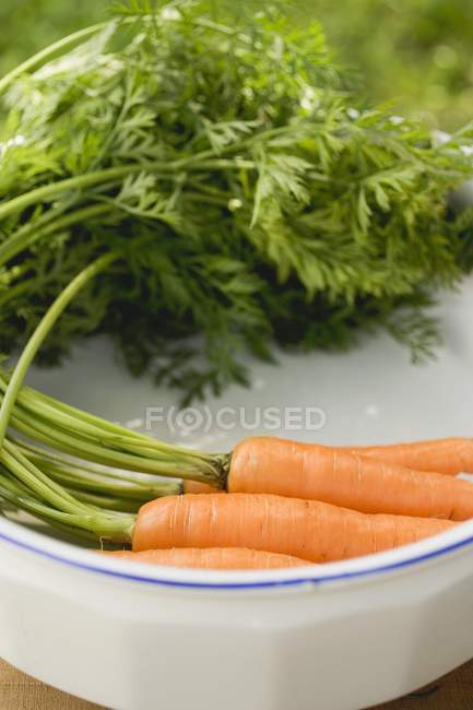Zanahorias frescas con tallos - foto de stock