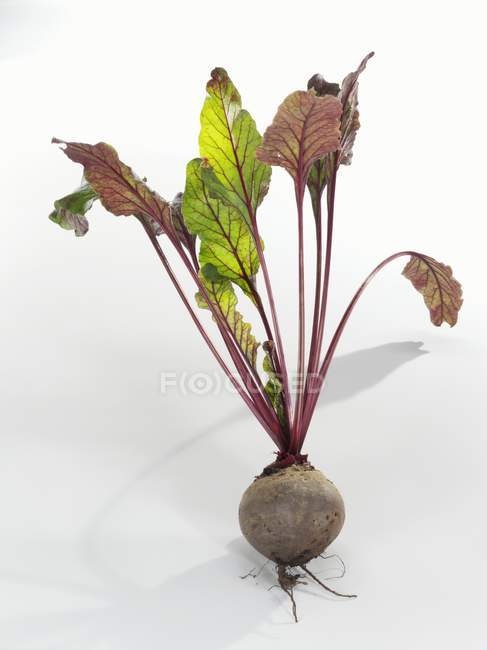 Fresh ripe beetroot — Stock Photo