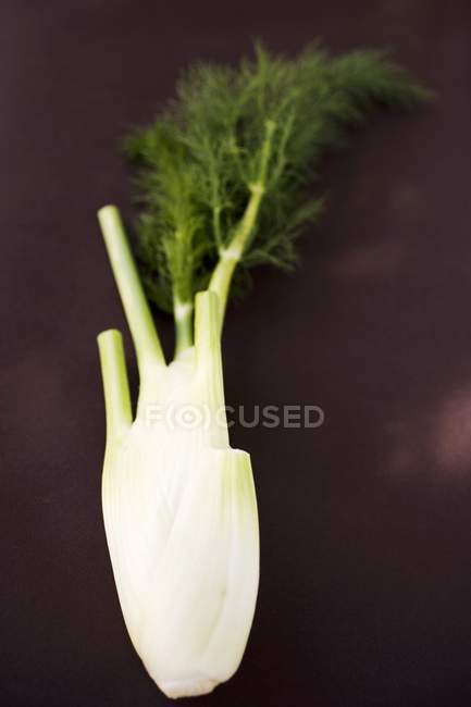 Fresh Florence fennel — Stock Photo