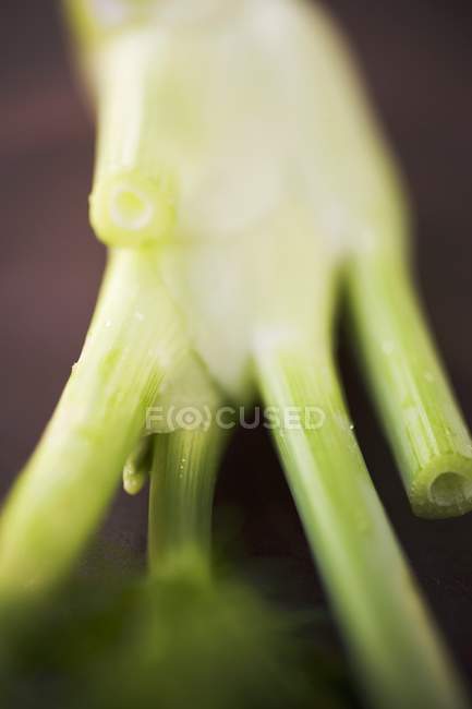 Флорентийская луковица — стоковое фото